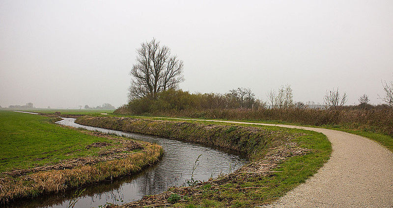 File:Eenzame wilg (Salix) aan fietspad om Langweerderwielen (Langwarder Wielen). Oostkant 02.jpg