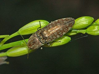 <i>Actenicerus siaelandicus</i> Species of beetle