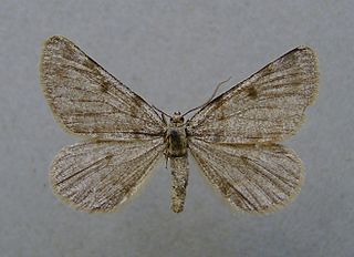 <i>Elophos caelibaria</i> Species of moth