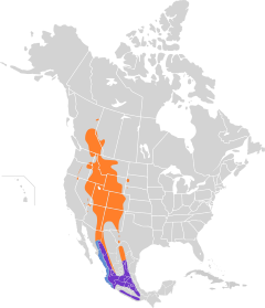 Empidonax occidentalis map.svg