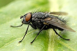 <i>Epicampocera</i> Genus of flies