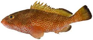 Epinephelus guttatus - pone.0010676.g050.png