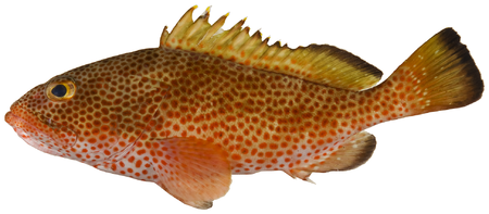 Epinephelus guttatus - pone.0010676.g050.png