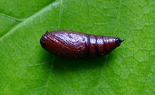 Erannis defoliaria chrysalide