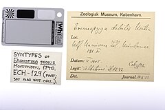 File:Eremopyga debilis - ECH-000129 label.jpg (Category:Echinodermata in the Natural History Museum of Denmark)