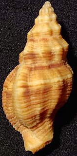 <i>Ergalatax contracta</i> Species of gastropod