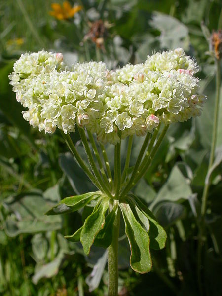 File:Eriogonum umbellatum (5006709830).jpg