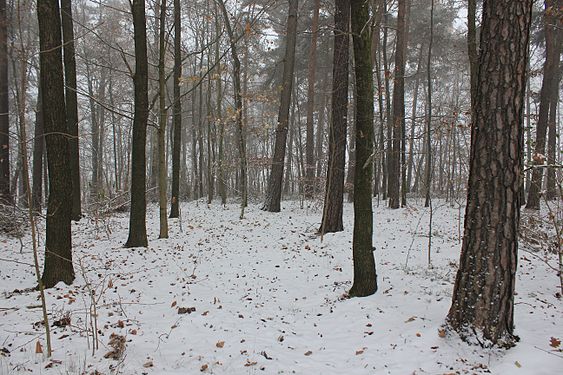 Erster Schnee und erster Nebel im Dezember 2014. Erzgebirgskreis. Sachsen.