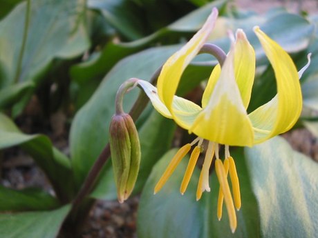 Erythronium 'Pagoda'