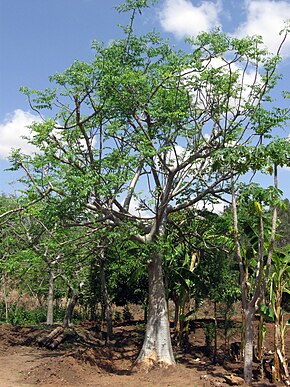 Kuvaus Etiopiasta - Mature Moringa stenopetala tree - maaliskuu 2011.jpg.