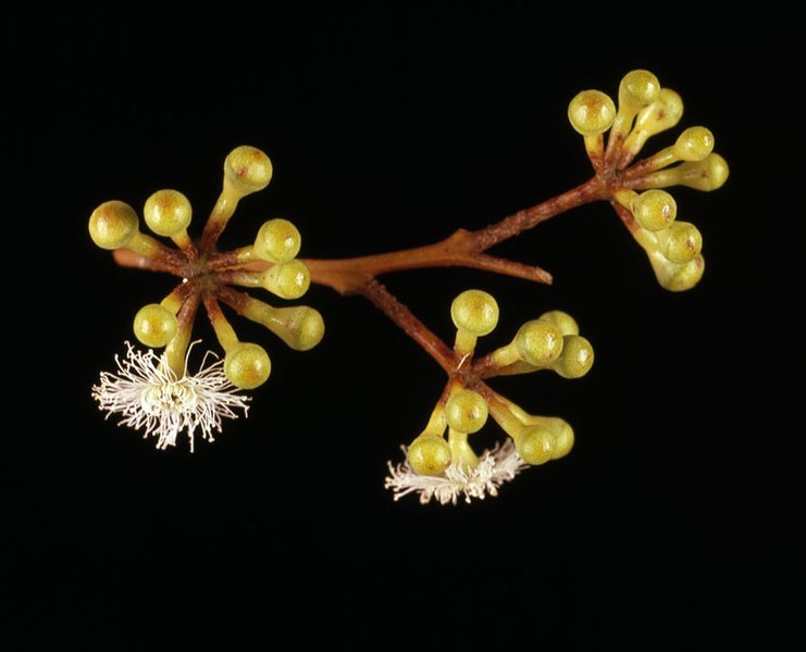 Bestand:Eucalyptus brevistylis flowers.jpg