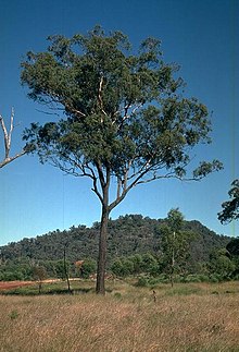 Eucalyptus decorticans habit.jpg