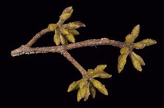 buds Eucalyptus laevopinea buds.jpg