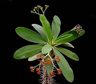 <i>Euphorbia horombensis</i> Species of flowering plant