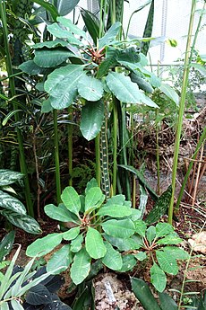 Euphorbia leuconeura - Krohn Conservatory - DSC03707.JPG