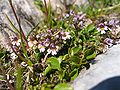 Euphrasia minima