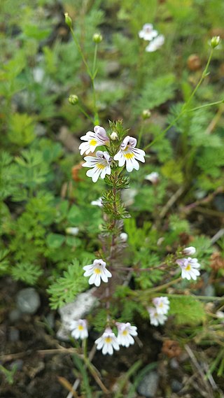 <i>Euphrasia nemorosa</i> Species of flowering plant