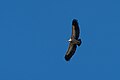 Image 1023Eurasian griffon vulture (Gyps fulvus) with a beak deformity, Idanha-a-Nova, Portugal