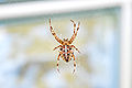 Araneus diadematus