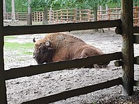 2020, European bison, Wolin