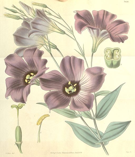 File:Eustoma exaltatum subsp. russellianum (Lisianthius russellianus) Bot. Mag. 65. 3626. 1838.jpg