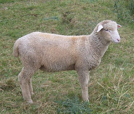 Cừu Columbia