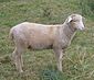 Mutterschaf Lamm, Columbia Breed.jpg