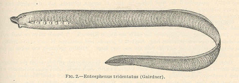 File:FMIB 39354 Entosphenus tridentatus (Gairdner).jpeg