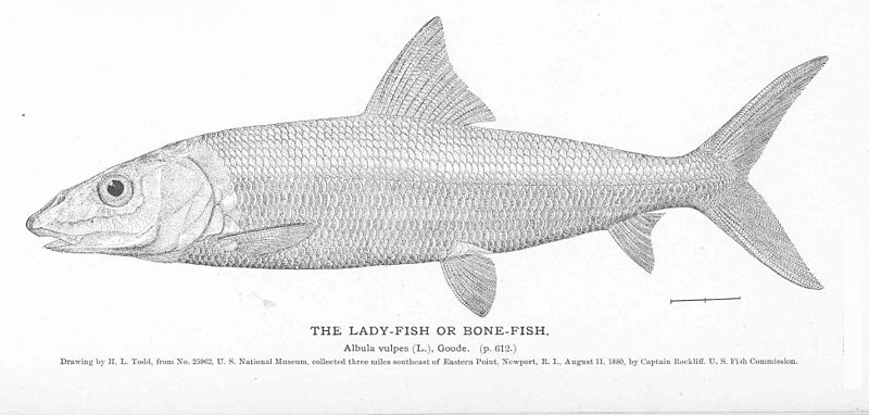 File:FMIB 51114 Lady-Fish or Bone-Fish.jpeg