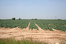 A field just north of Weston Hills. The area around Spalding is strategically important for Britain's vegetable industry