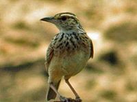 Lark, Fawn-colored Mirafra africanoides