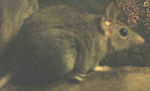 Thumbnail for Fawn antechinus