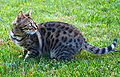 Female bengal cat outdoor.jpg