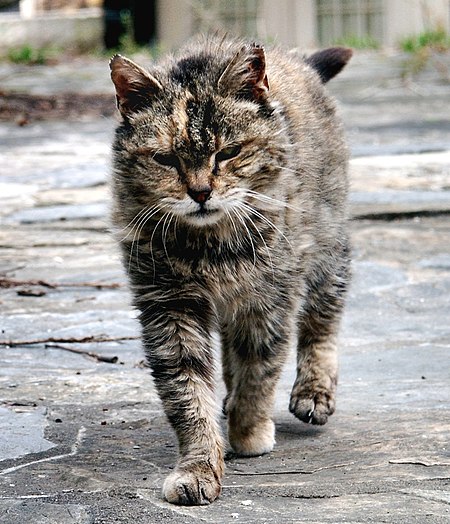 Fail:Feral cat Virginia crop.jpg