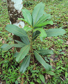Ficus callosa 15. JPG