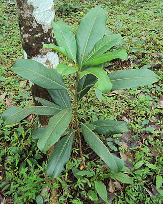 <i>Ficus callosa</i> Species of fig