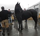 Cavallo Romano della Maremma Laziale, filly, photographed at Fieracavalli, Verona, Italy, on 9 November 2014.