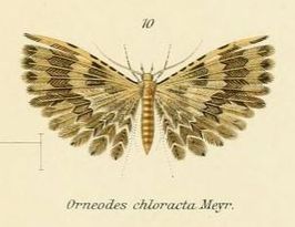 Alucita chloracta