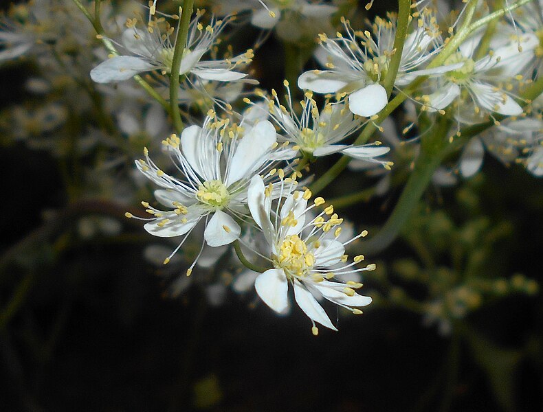 File:Filipendula vulgaris 2016-05-31 1912.jpg