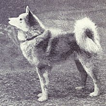 Finnish Spitz from 1915 Finnish Pom from 1915.JPG