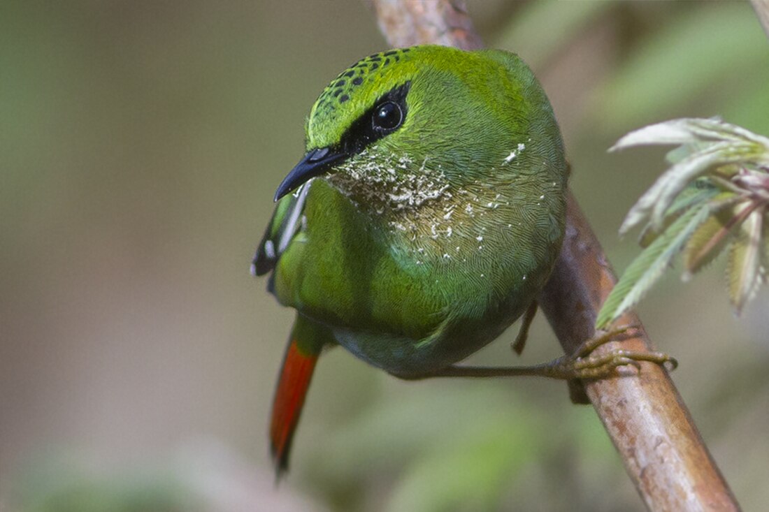 Fire-tailed myzornis