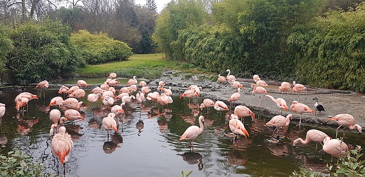 Flamingos in Zurich Zoo