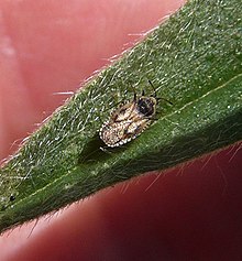 Düz Hata ^ veya Kabuk Böceği - Flickr - gailhampshire.jpg
