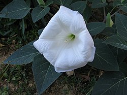 Datura