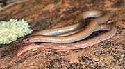 Thumbnail for Flinders Ranges worm-lizard