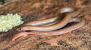 Descrizione dell'immagine Flinders Worm-lizard (Aprasia pseudopulchella) (9388534051) .jpg.