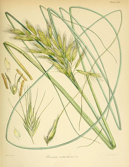 Plate LIV; Bromus antarcticus Hook. fil.; Fitch del et lith; Printed by Reeve Brothers