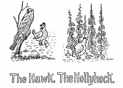 The Hawk. The Hollyhock.