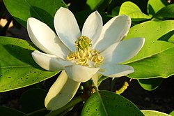 버지니아목련(Magnolia virginiana)