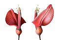 Image 828Focus-stacked montage of cockspur coral tree flower (Erythrina crista-galli)